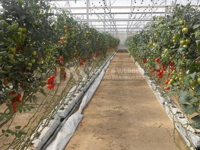Terreno en venta Mezquitilla