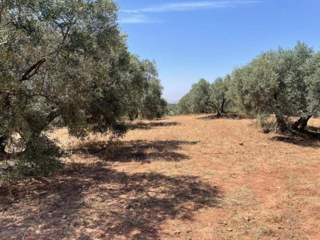 Terreno en venta Mollina