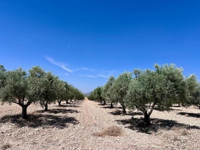 Terreno en venta Monovar Monover