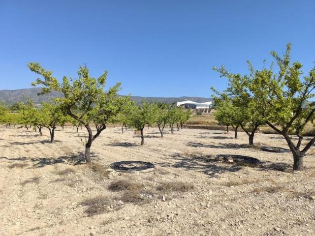 Terreno en venta Monovar Monover