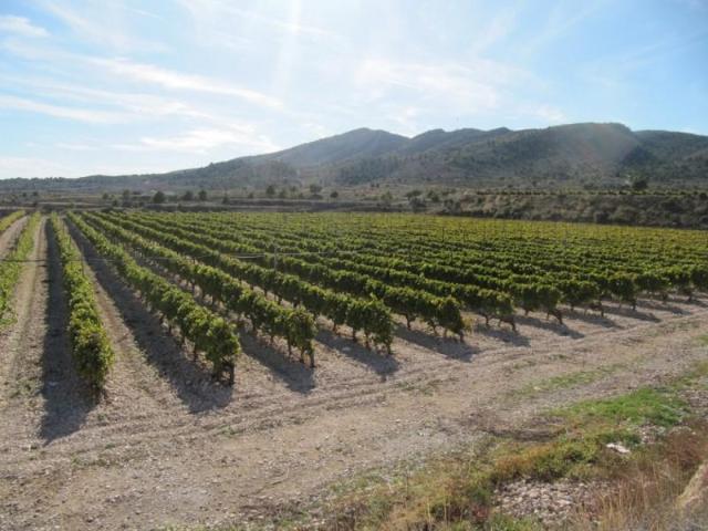 Terreno en venta Monovar Monover