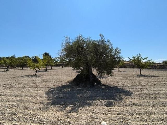 Terreno en venta Monovar Monover