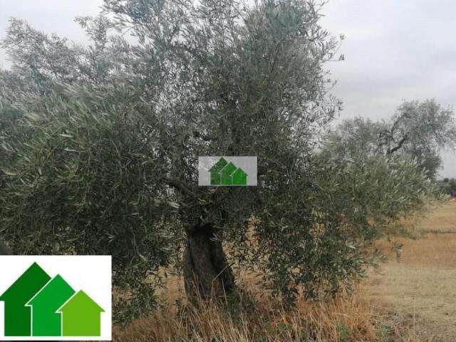 Terreno en venta Montijo
