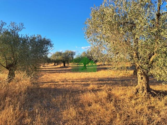 Terreno en venta Montijo