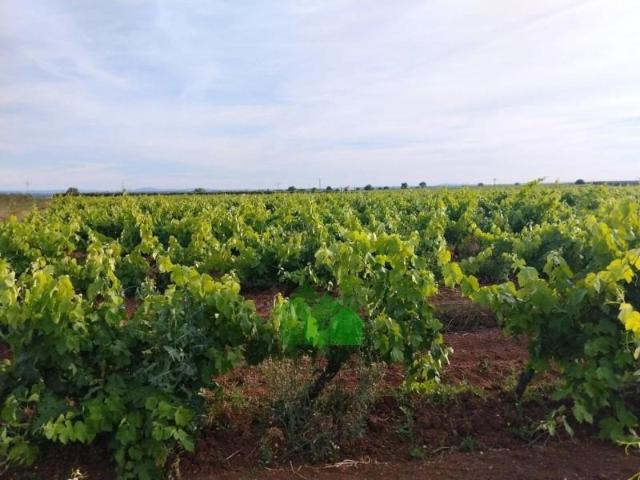 Terreno en venta Montijo