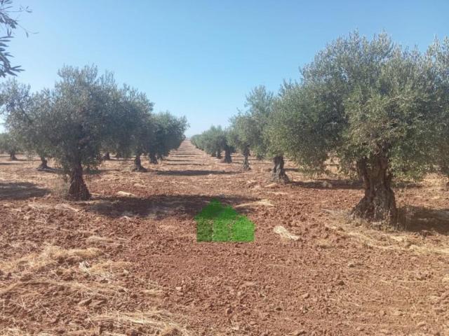 Terreno en venta Montijo