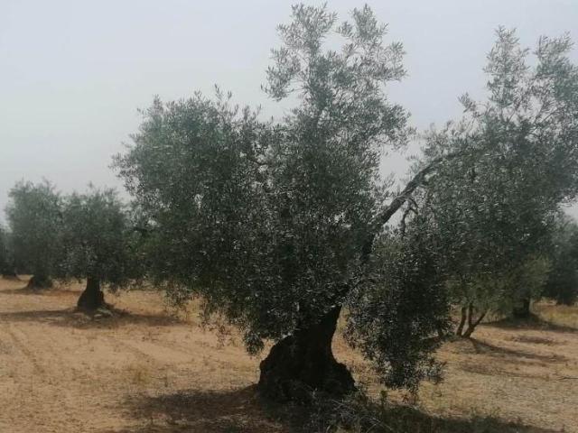 Terreno en venta Montijo