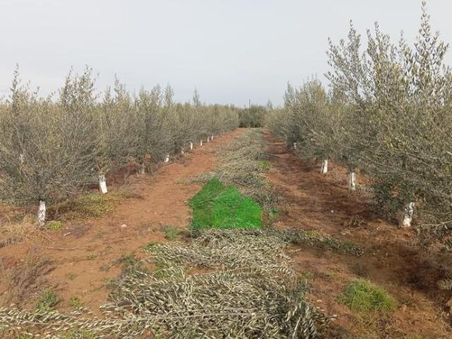 Terreno en venta Montijo