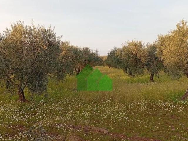 Terreno en venta Montijo