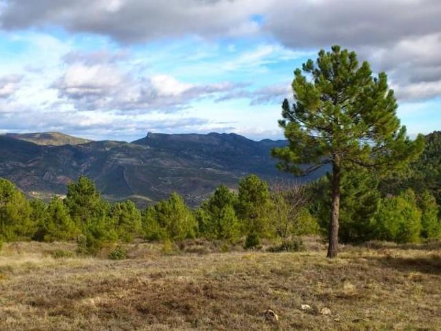 Terreno en venta Moratalla