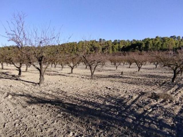 Terreno en venta Moratalla