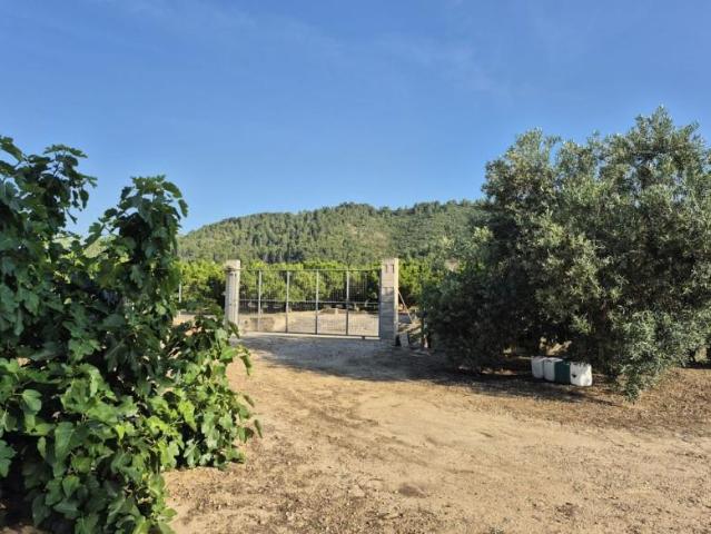 Terreno en venta Oliva