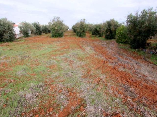 Terreno en venta Olivenza