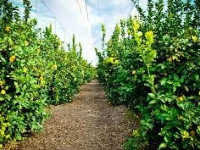 Terreno en venta Orihuela