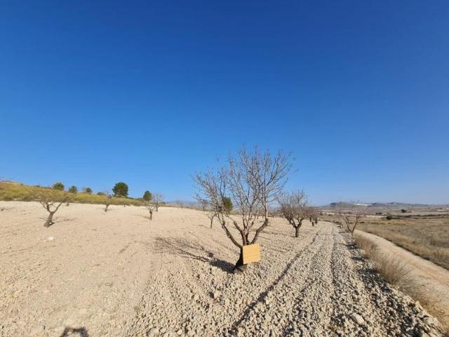 Terreno en venta Abanilla
