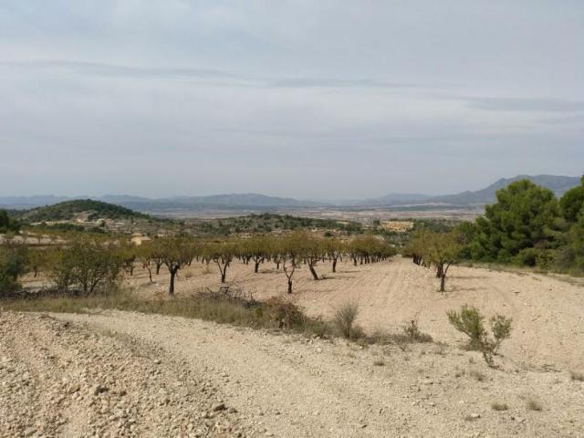 Terreno en venta Abanilla