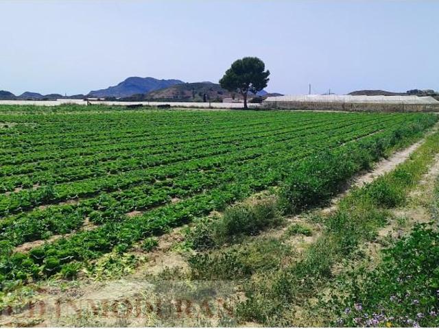 Terreno en venta Agost