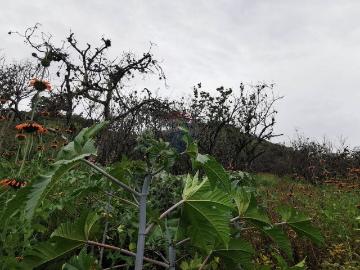 Terreno en venta agricola y ganadero puellaro
