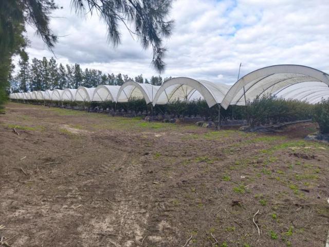 Terreno en venta Almonte
