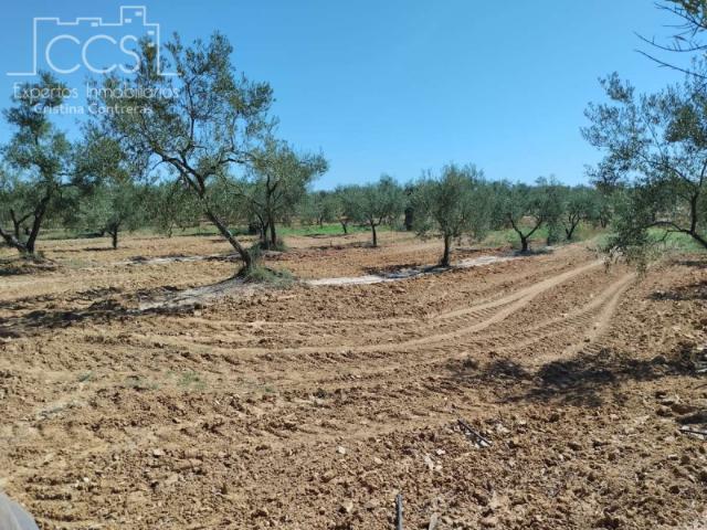 Terreno en venta Almonte