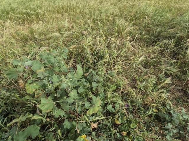 Terreno en venta Arcos de la Frontera