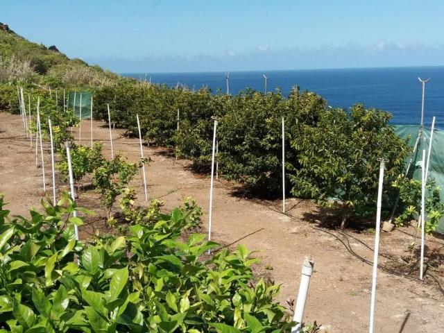 Terreno en venta Buenavista del Norte