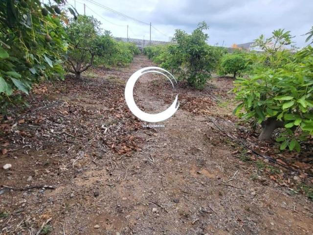 Terreno en venta Buenavista del Norte
