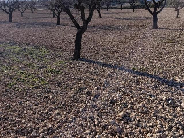 Terreno en venta Bullas
