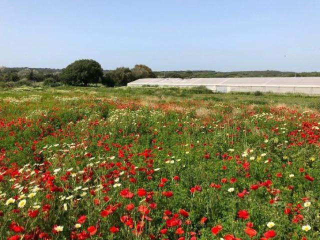 Terreno en venta Barbate