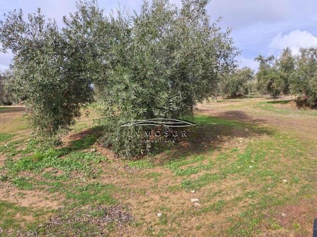 Terreno en venta Benamejí