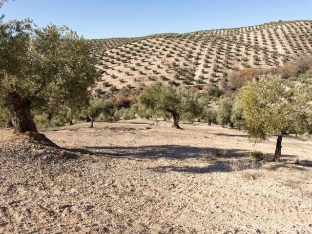 Terreno en venta Campotéjar