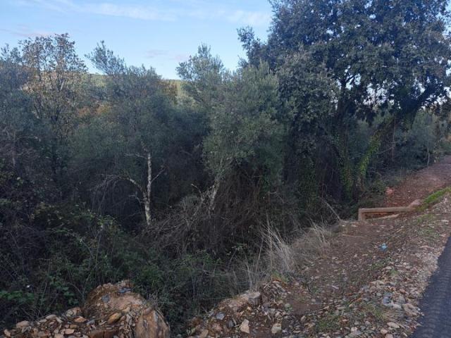 Terreno en venta Casar de Palomero
