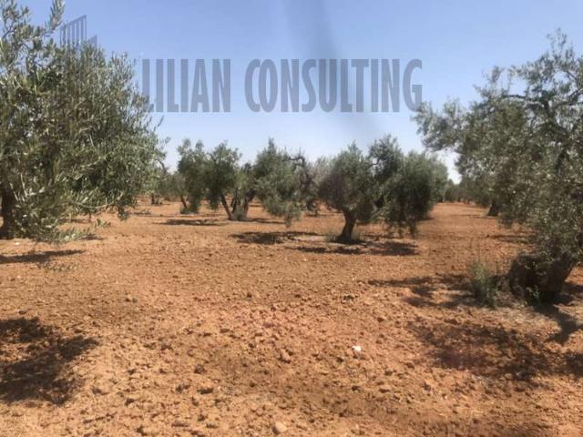 Terreno en venta Carmona