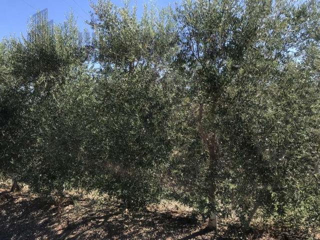 Terreno en venta Carmona