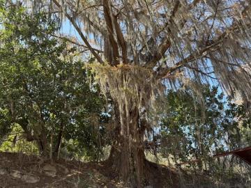 Terreno en Venta, Carretera Oyameles El Zorrillo, Rayones NL