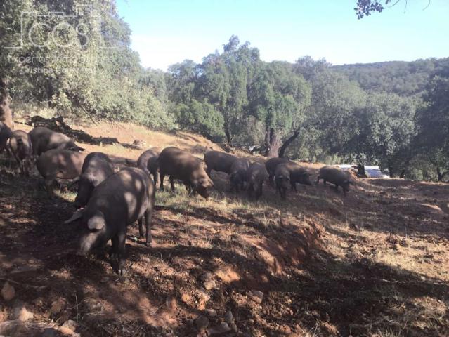 Terreno en venta Cazalla de la Sierra