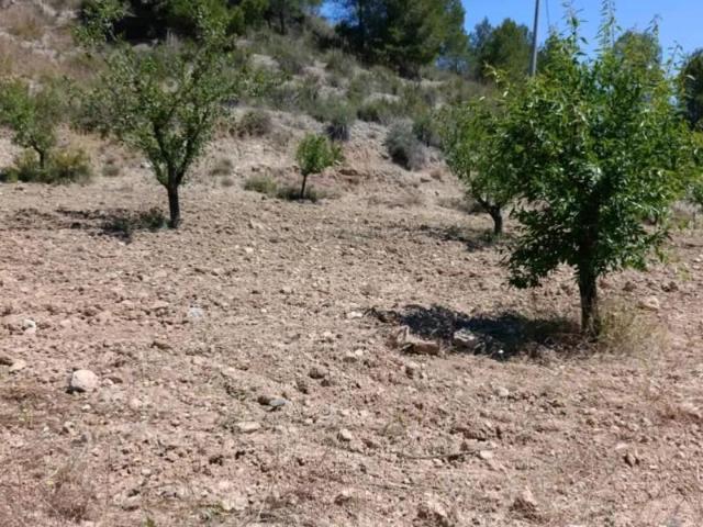 Terreno en venta Cehegín