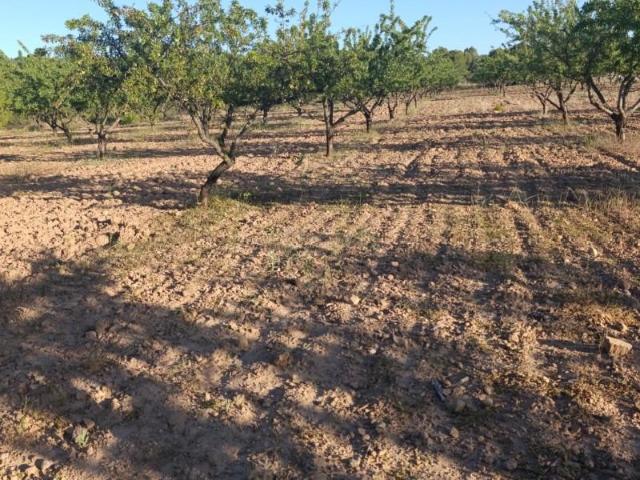Terreno en venta Cehegín