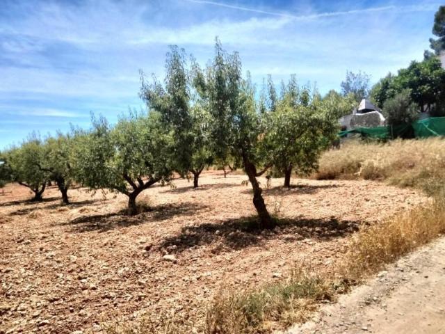 Terreno en venta Cehegín