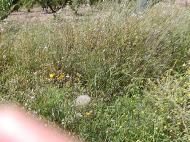 Terreno en venta Cehegín