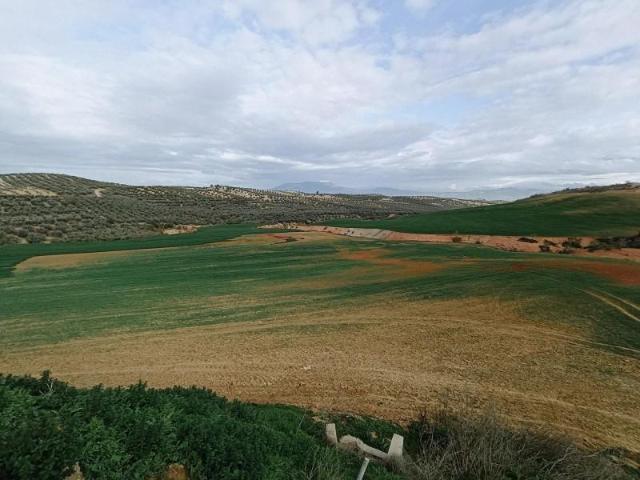 Terreno en venta Cijuela