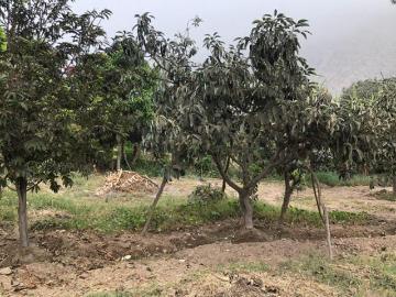 ¡Terreno En Venta Con Árboles Frutales En Ricardo Palma, Huarochirí!