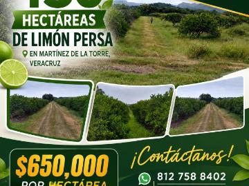 Terreno en Venta con huertas de Lim?n Persa en Producci?n. Martinez de la Torre, Veracruz