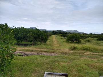 Terreno en Venta con huertas de Lim?n Persa en Producci?n. Martinez de la Torre, Veracruz