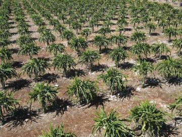 Terreno en Venta con Rentas Garantizadas Merida Oxkutzcab