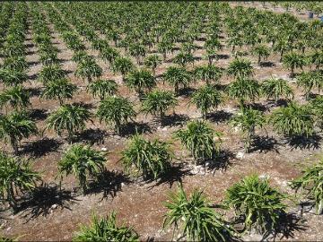 Terreno en Venta con Rentas Garantizadas Merida Oxkutzcab