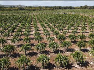 Terreno en Venta con Rentas Garantizadas Merida Oxkutzcab
