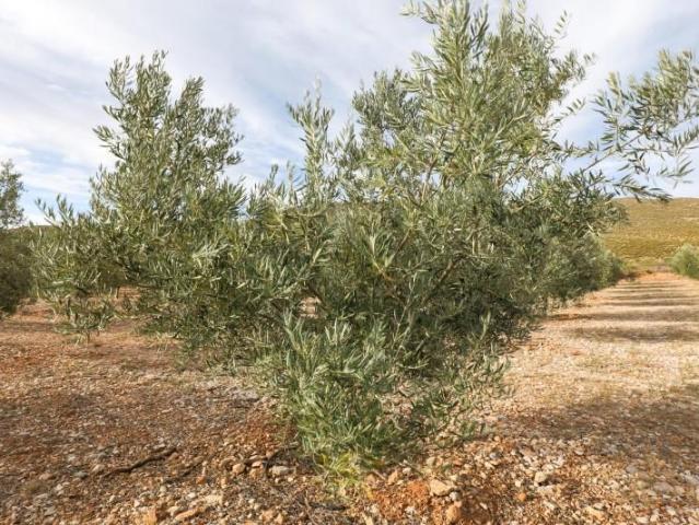 Terreno en venta Cozvíjar