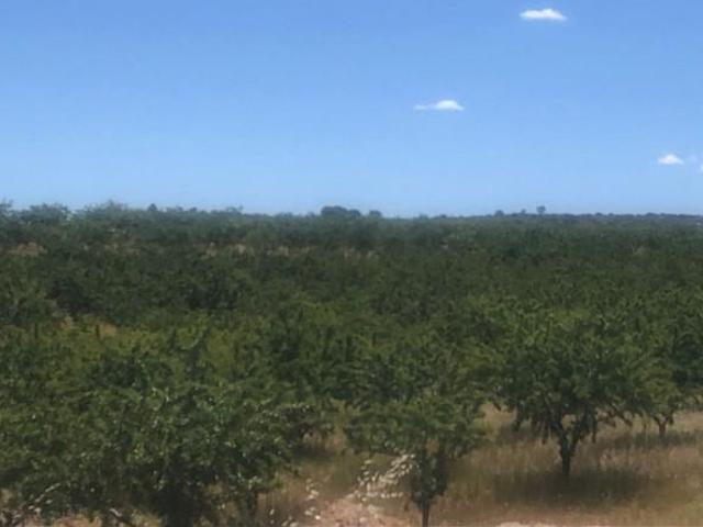 Terreno en venta Elche de la Sierra