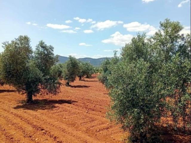 Terreno en venta en Malagón, Malagon